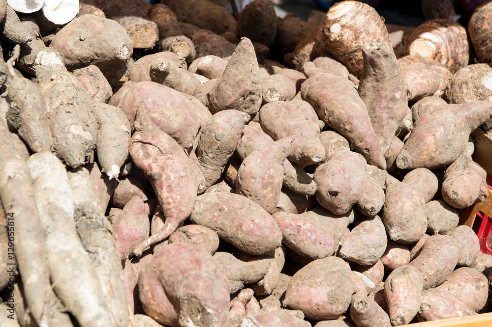 Sugar beets in pile Sugar beets in pile
