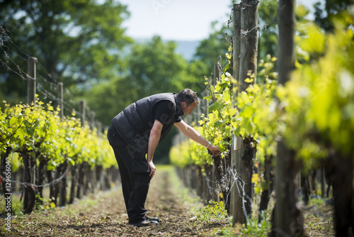 Inspecting budding grapes in a vineyard in Sussex photo