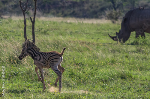 Zebra's grazing in the  wild at the Welgevonden Game Reserve in South Africa