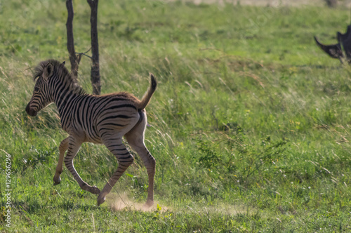 Zebra s grazing in the  wild at the Welgevonden Game Reserve in South Africa