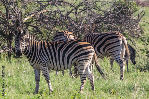 Zebra's grazing in the  wild at the Welgevonden Game Reserve in South Africa