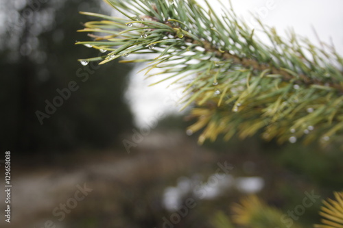 rain drops on pine