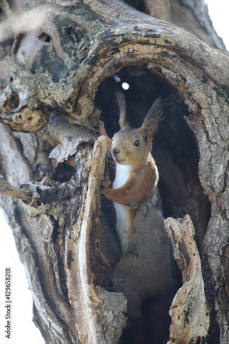 エゾリス,ネズミ目,リス科,リス属,キタリス種の亜種 photo