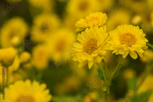 Yellow Chrysanthemum flower