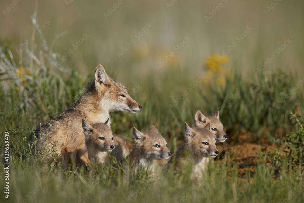 Swift Fox (Vulpes velox) family of a vixen and four kits, Pawnee National Grassland, Colorado Swift Fox (Vulpes velox) family of a vixen and four kits, Pawnee National Grassland, Colorado