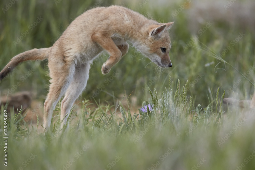 Swift Fox (Vulpes velox) kit pouncing, Pawnee National Grassland, Colorado Swift Fox (Vulpes velox) kit pouncing, Pawnee National Grassland, Colorado