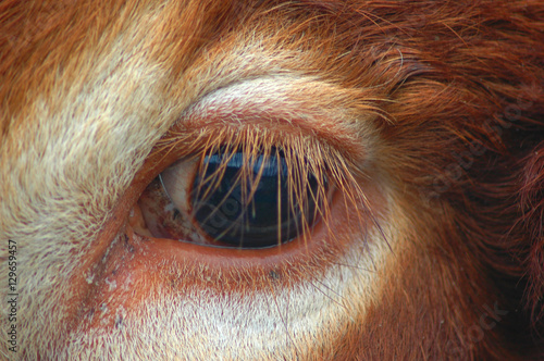 oeil de boeuf photo