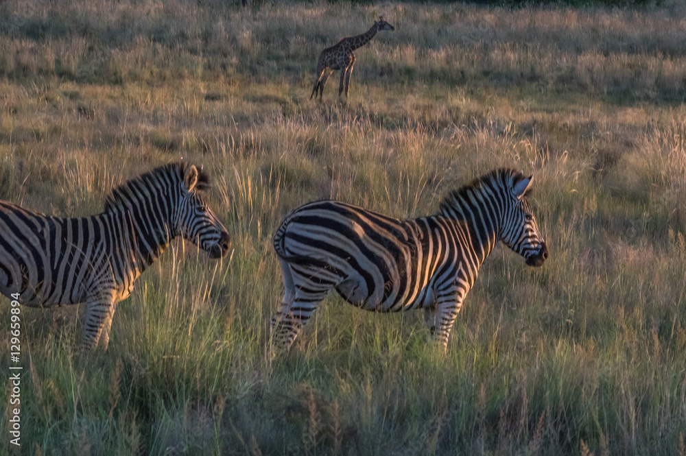 Obraz premium Zebra's grazing in the wild at the Welgevonden Game Reserve in South Africa