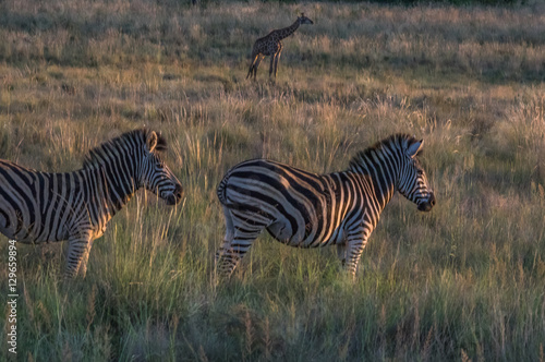 Zebra s grazing in the  wild at the Welgevonden Game Reserve in South Africa