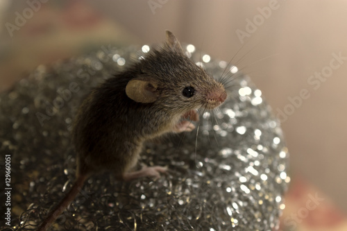 Mouse on a metal grid