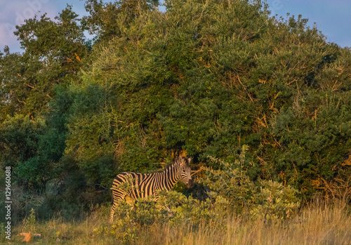 Zebra s grazing in the  wild at the Welgevonden Game Reserve in South Africa