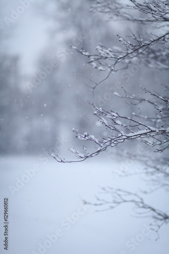 зимний лес © polukarovaanna