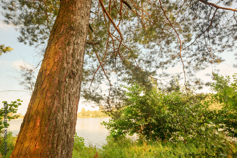 Obraz premium forest on the shore of lake