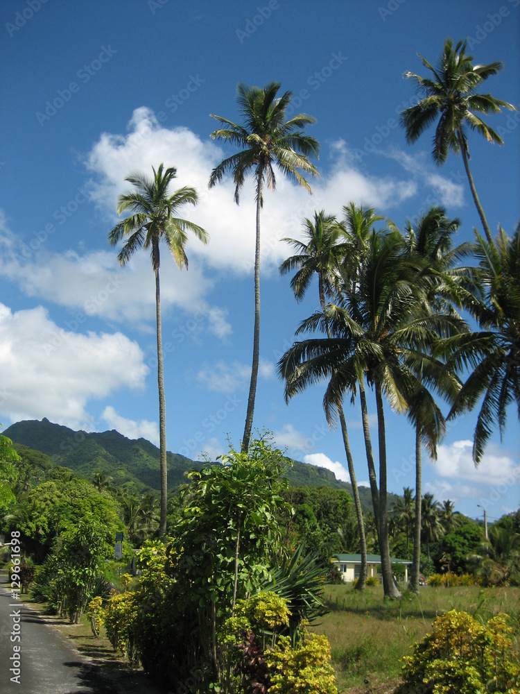 Polynesian palms