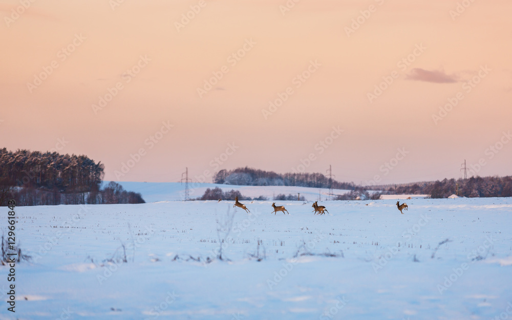 Deer herd on a meadow