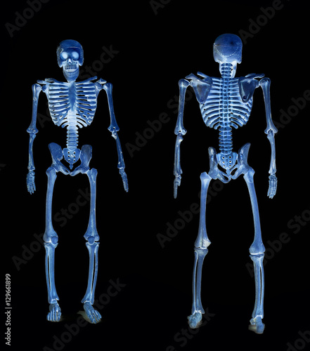 The pattern human skeletons X-Ray on black background ,skeleton pattern puppet, skull model Ghost