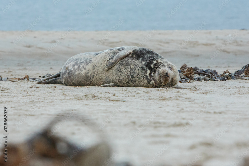 Fototapeta premium very cute seal on the beach on düne island near helgoland, wild ocean, marine wildlife, germany, helgoland and düne, a lot of seals, new life comes