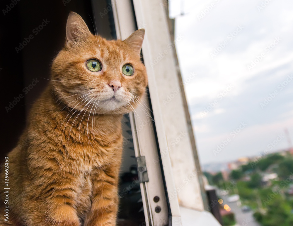 Red cat looks out the window. Selective focus. Red cat looks out the window. Selective focus.