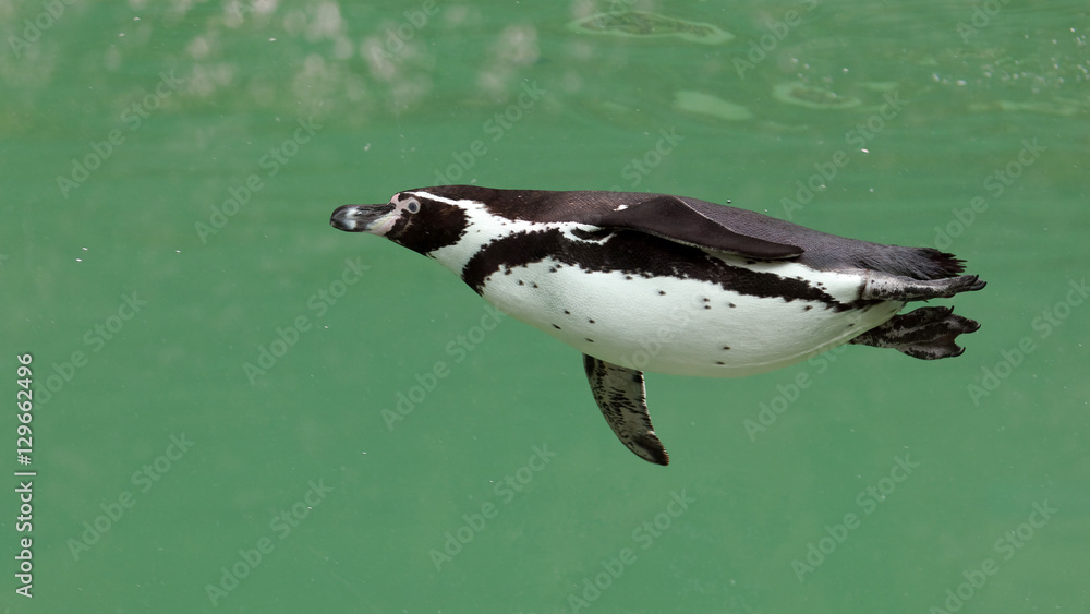 Obraz premium Manchot du Cap (Spheniscus demersus)