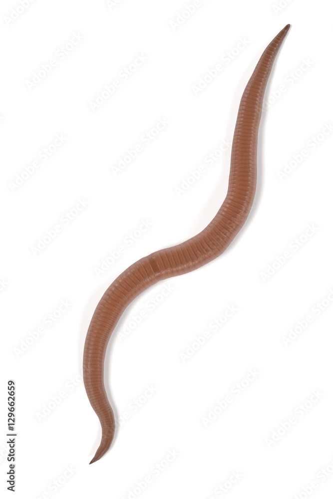 Fototapeta premium realistic 3d render of roundworm