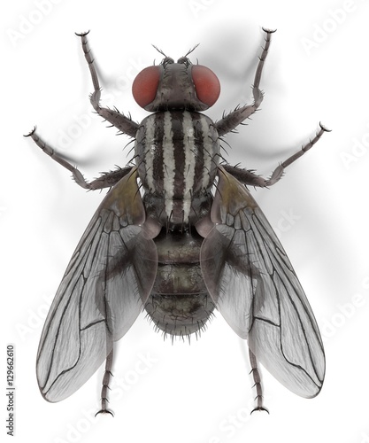 realistic 3d render of musca domestica - common fly