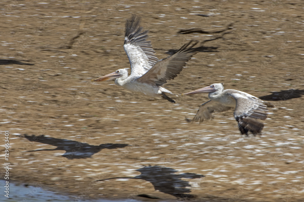 Obraz premium Albatros