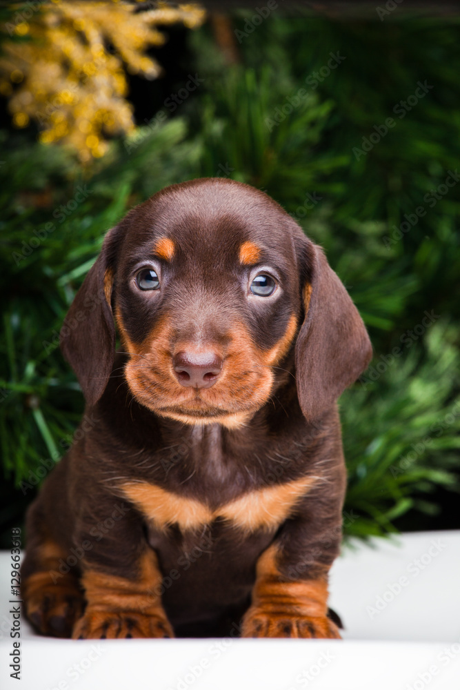 Dachshund puppies in new year atmosphere 2017 Dachshund puppies in new year atmosphere 2017