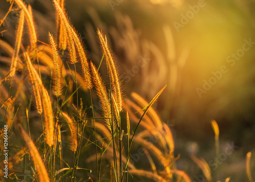 Obraz na płótnie Close up silhouette tropical grass flower or setaceum pennisetum fountain grass on sunset background