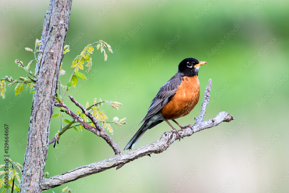 American Robin American Robin