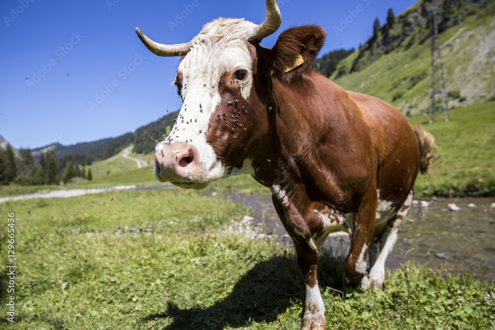 Swiss cow crossing a river stream in in bucolic green summer alpine meadow, Swiss Alps mountain massif, canton du Valais, Switzerland
