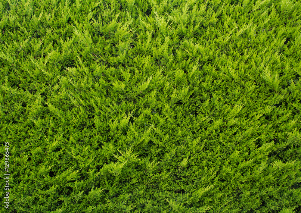 forest background texture forest background texture