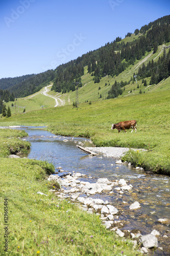 Swiss cow crossing a river stream in in bucolic green summer alpine meadow, Swiss Alps mountain massif, canton du Valais, Switzerland © Melanie