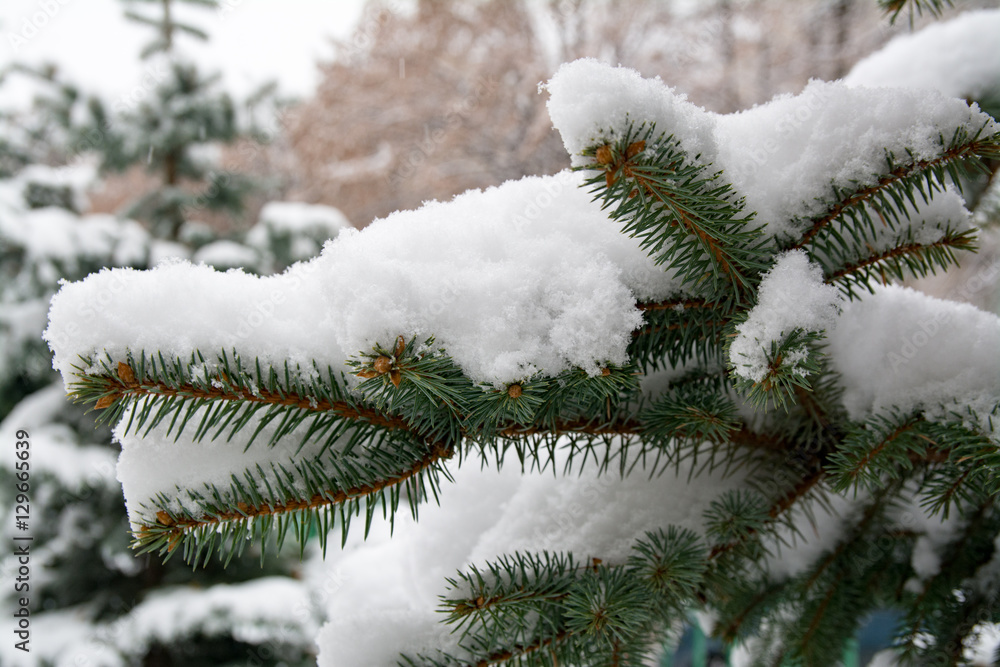 tree on snow, winter holiday