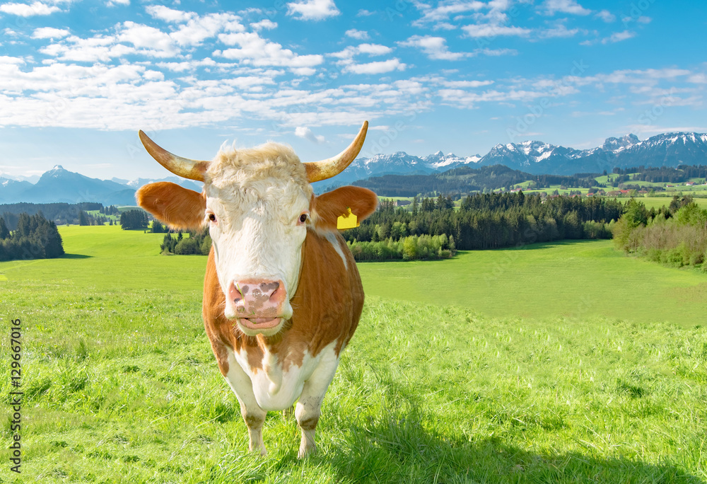 Urlaub im Allgäu, hübsche Fleckvieh - Kuh vor  Alpenpanorama