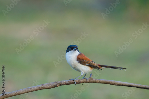 Burmese Shrike perching on a branch