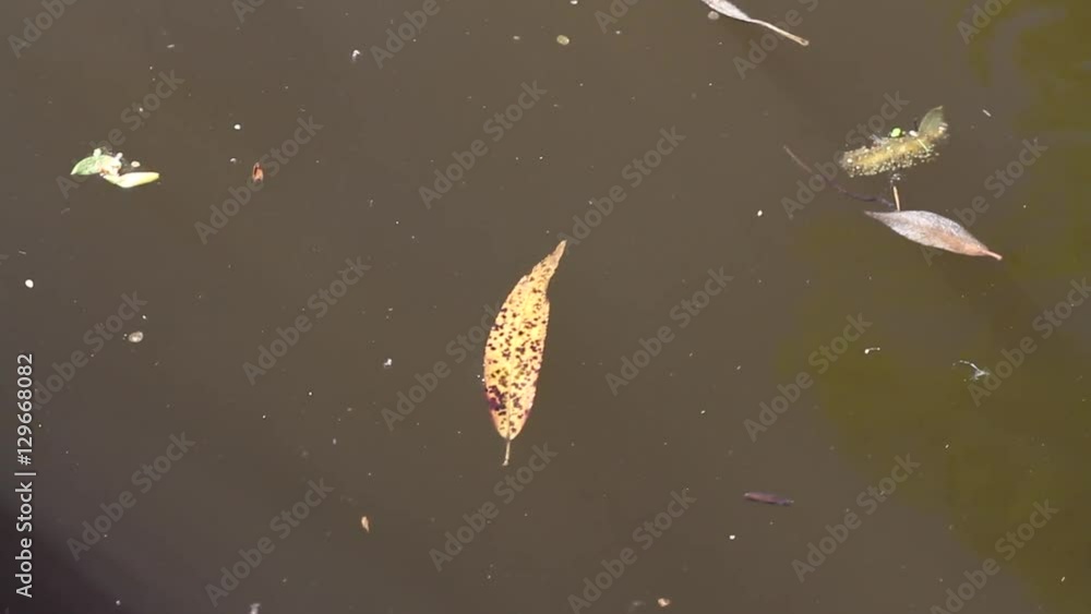 Gerridae (known as water striders, jesus bugs) walking on the surface ...