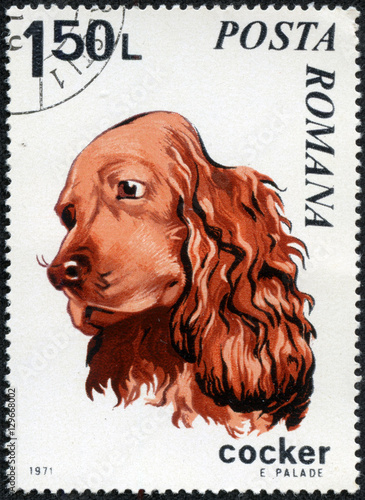 Stamp Printed in Romania dated 1971 depicting a Cocker Spaniel Dog