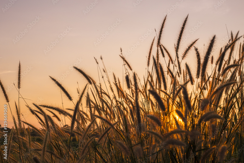 Fantastic sunset with grass flowers , silhouette of blow dried flowers and plants on a background sunset. Shallow depth of field ,back lit. Meadow feather soft light tone, Abstract meadow background