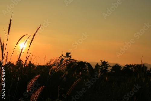 Fantastic sunset with grass flowers   silhouette of blow dried flowers and plants on a background sunset. Shallow depth of field  back lit. Meadow feather soft light tone  Abstract meadow background