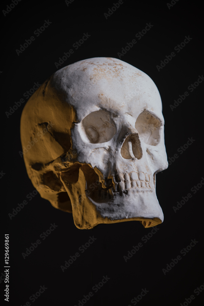 Human skull, replica from real model Human skull, replica from real model