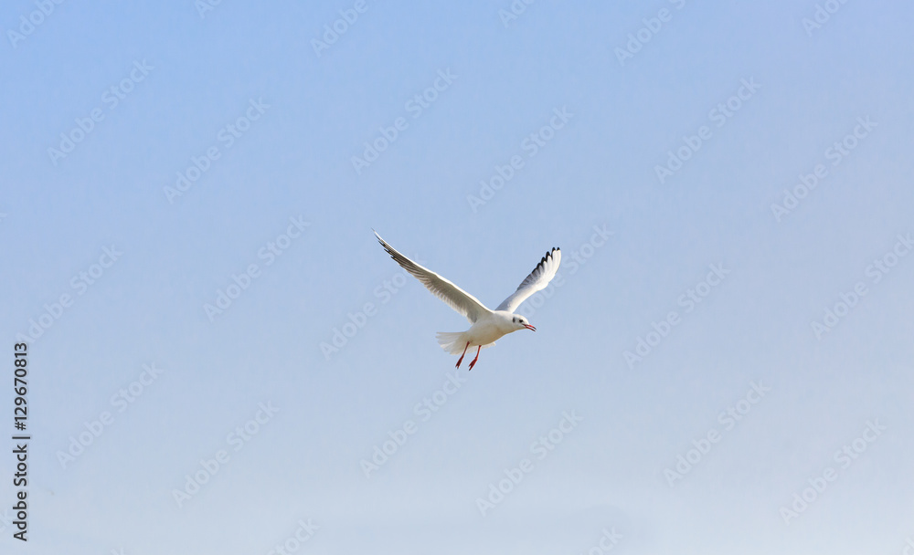 black-headed gulll flying in the sky black-headed gulll flying in the sky