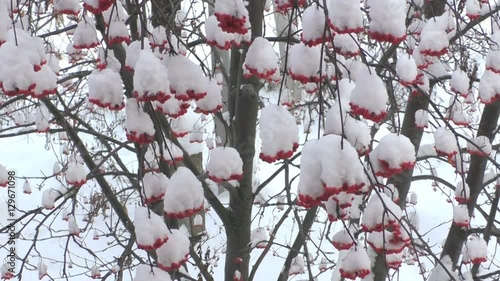 Branches with berries red rowan frosty winter day


 photo