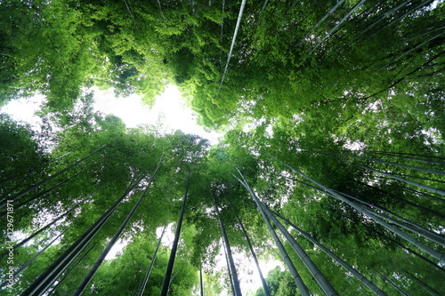 Arashiyama Bamboo Grove 1