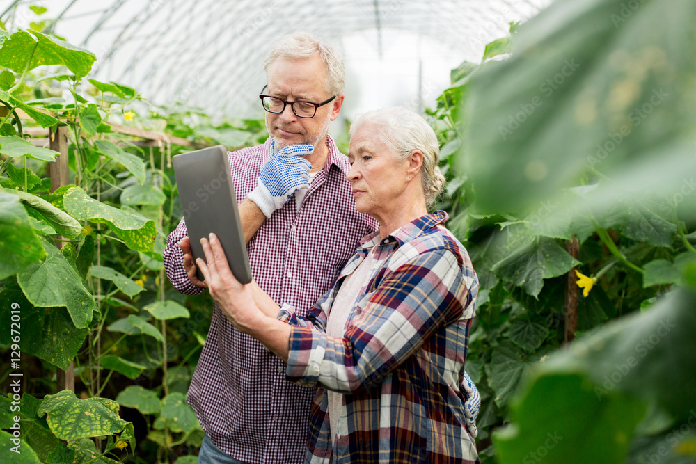 Fototapeta premium senior couple with tablet pc at farm greenhouse