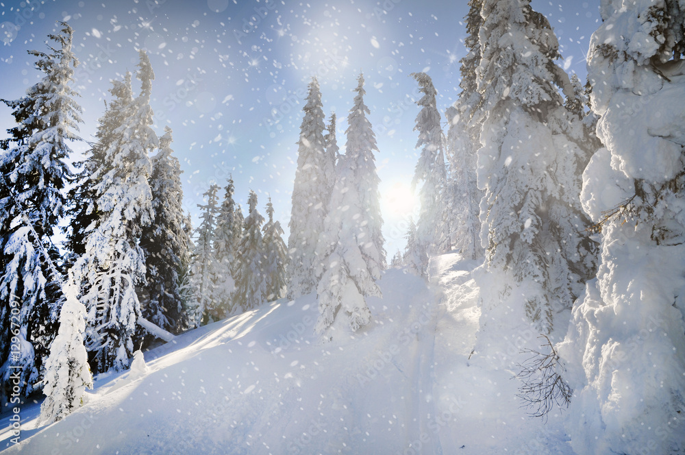 Background with snowy fir trees in the mountains. Christmas conc Background with snowy fir trees in the mountains. Christmas conc