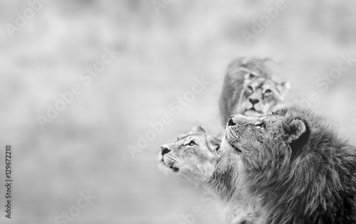 Fototapeta Naklejka Na Ścianę i Meble -  Lions look. Family of African Lions looking