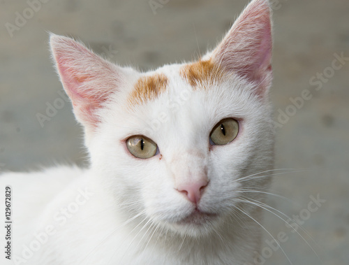  white cat with the green eyes