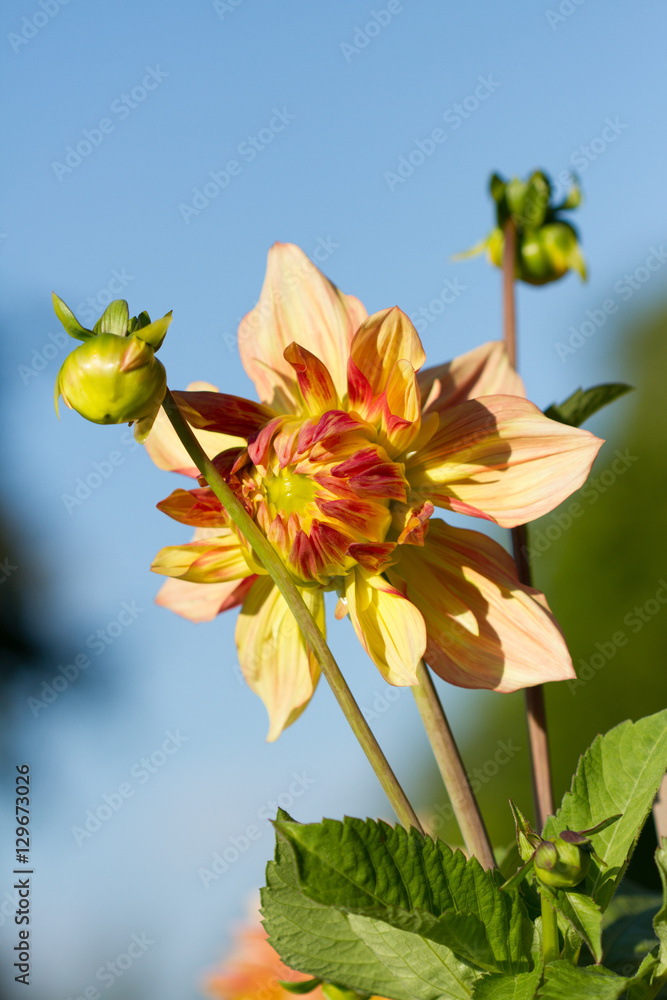 Fototapeta premium Herbst