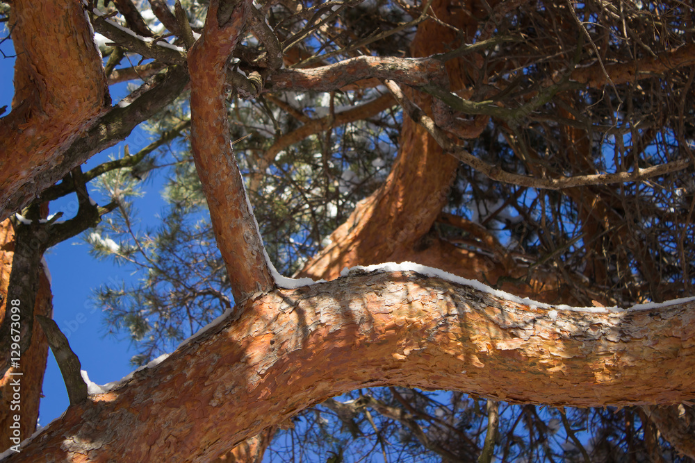 Obraz premium Beautiful trunk and crown of pine trees, led from the bottom.Sun