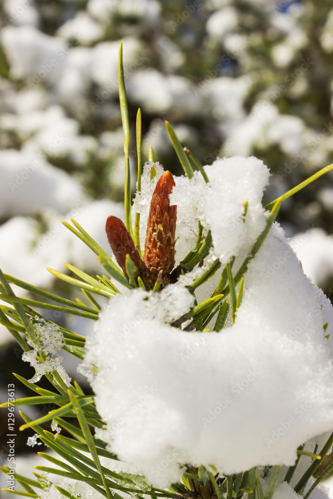 Winter. The snow on the pine branches.Pine buds in the snow Sunny day.Outdoors Winter. The snow on the pine branches.Pine buds in the snow Sunny day.Outdoors